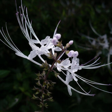 macro, close up, cat's whiskers flower (scientific name orthosiphon aristatus), has a white or purplish color, with small petals and long, hanging whiskers (stamens),