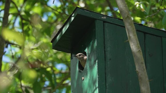 A Eurasian nuthatch looks out from the round entrance of a green nest box. This calm wildlife preview shows a cavity nesting bird among sunlit leaves.