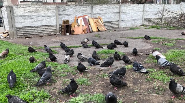 Grey city pigeon birds peck bread crumbs on ground. Large group of feathered animals rests on green lawn in park during sunny day. Urban fauna ecology background.