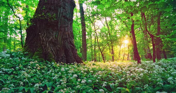 Peaceful zoom in video of a spring forest carpeted with blooming wild garlic, old tree trunk and soft morning sunrise light creating a calm natural woodland atmosphere. Realistic ambient sounds.