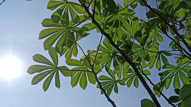 Fresh cassava leaves illuminated by bright sunlight, creating vibrant green textures and a natural tropical agricultural atmosphere.