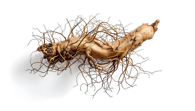 A single, gnarled ginseng root is isolated against a stark white background. The root is oriented diagonally,