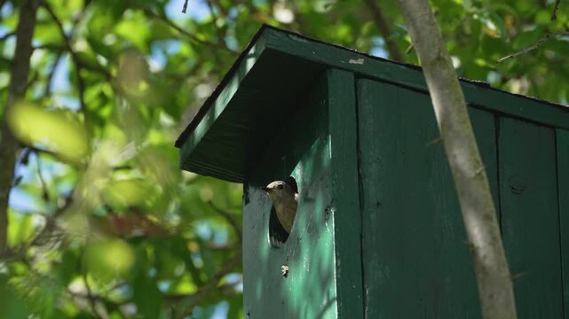 A Eurasian nuthatch shelters inside a green wooden birdhouse in a leafy garden. The preview highlights nesting life and quiet woodland atmosphere.