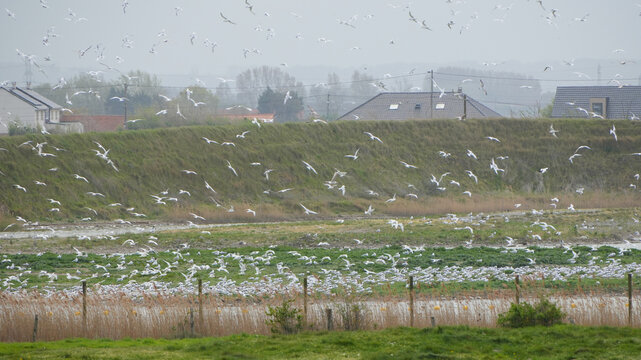 massive flock of black-headed gulls (chroicocephalus ridibundus) flying over a green coastal landscape with dikes.