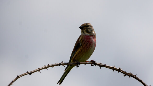 male common linnet (linaria cannabina) perched on a thin curved thorny branch against a bright sky.