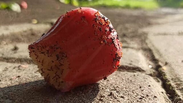 Red ants gathering and swarming around fresh wax apple fruit on a tree branch in a tropical outdoor environment.