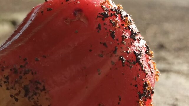 Red ants gathering and swarming around fresh wax apple fruit on a tree branch in a tropical outdoor environment.