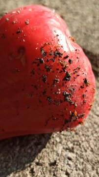 Red ants gathering and swarming around fresh wax apple fruit on a tree branch in a tropical outdoor environment.