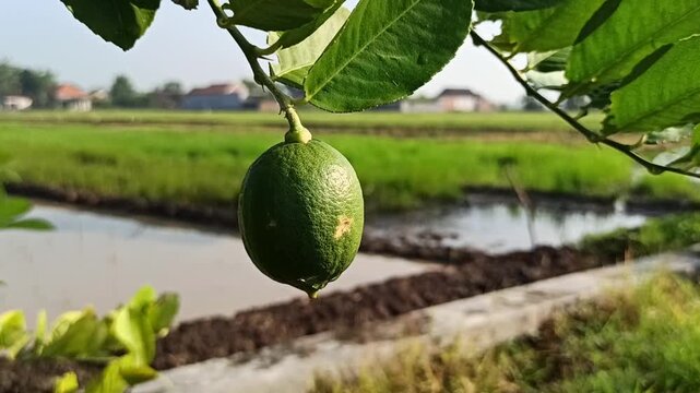 Fresh green lime fruits growing naturally on tree branches with vibrant leaves in a tropical garden environment.