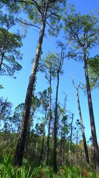 Alabama, Dauphin Island Park, Beach Board. Pond pine trees, Pinus serotina, with fire-scorched trunks growing around a freshwater lake