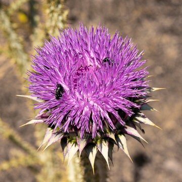 Sch&ouml;ne Distelbl&uuml;te in Violet - Onoposchum acanthium
