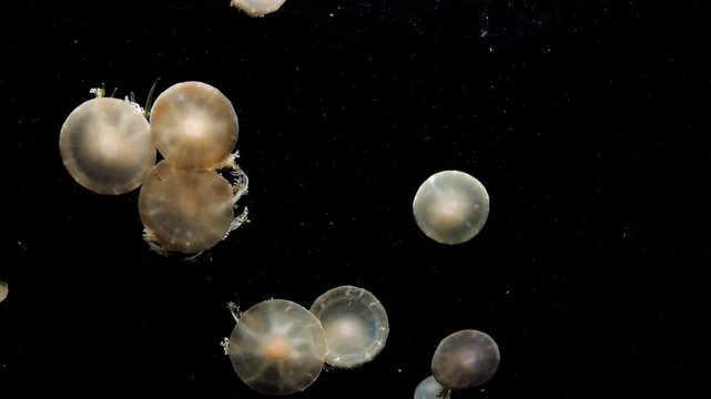 Elegant jellyfish drifting slowly with delicate tentacle formations.