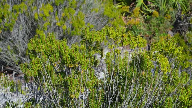 Alabama, Dauphin Island Park, Beach Board. Florida rosemary (Ceratiola ericoides), also known as sand heath