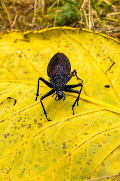 Bettle (Psalidognathus friendii) in the forest of Envigado, Colombia.