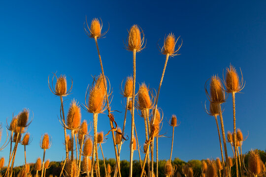 Teasel, Ankeny National Wildlife Refuge, Oregon