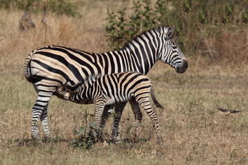 Obraz premium Steppenzebra / Burchell's zebra / Equus quagga burchellii