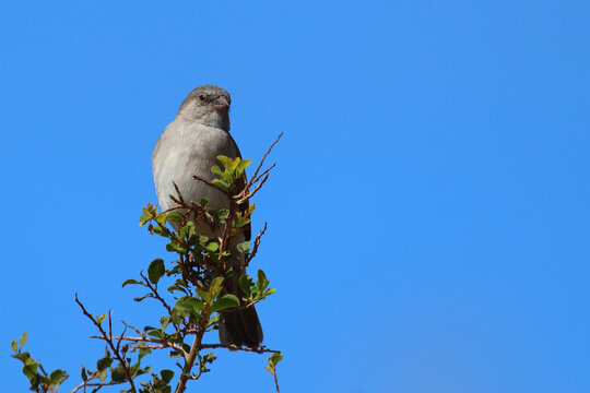 Damarasperling / Southern grey-headed sparrow / Passer diffusus