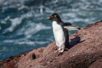 Fototapeta premium Rockhopper Penguin in Penguin Island,Puerto Deseado, Santa Cruz Province, Patagonia Argentina
