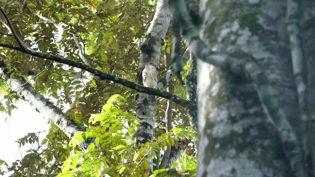 Eagle on branch
