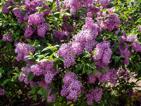 Blooming lush bush of lilac variety Buffon in sunlight. Floral sunny background with lilac.