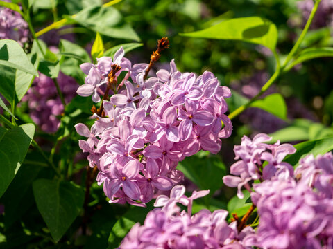 Close-up of Buffon lilac inflorescence. Floral delicate background with lilac flowers and leaves.