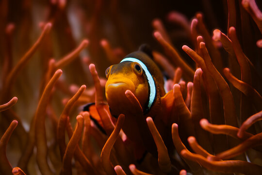 Isolated close-up of a clownfish getting cozy in its anemone | Amphiprion ocellaris