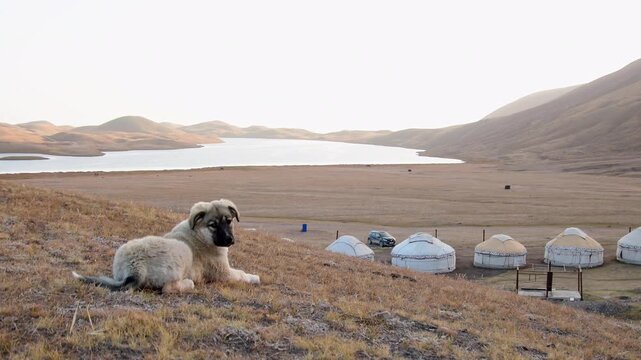 Cute Central Asian Shepherd puppy overlooking nomadic yurt camp at Tulpar Kul Lake, Kyrgyzstan. Alabay dog guarding alpine camp in Pamir Mountains near Lenin Peak