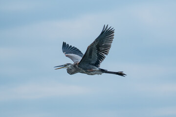 Obraz premium Great Blue Heron Flying Across a Pale Blue Sky