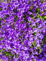 Obraz premium Close-up view of Dalmatian bellflower plant in bloom in a garden in Clevedon, UK.
