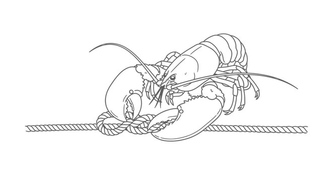 Detailed illustration of a lobster resting on a rope, isolated.
