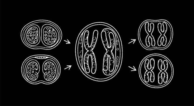 Detailed Illustration of Cell Mitosis and Meiosis Stages.