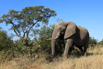 Naklejka premium Afrikanischer Elefant / African elephant / Loxodonta africana
