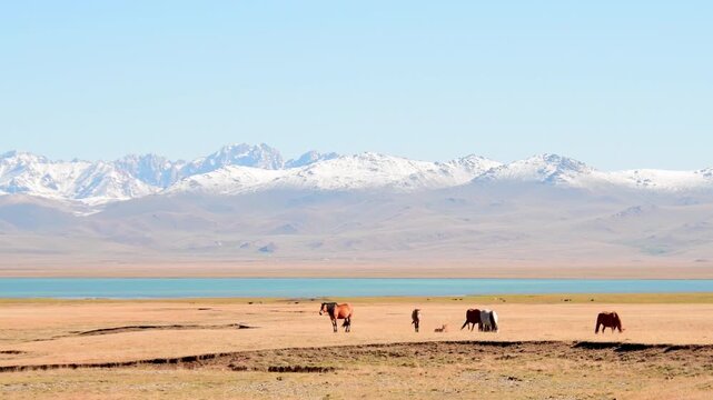 Wild horses grazing near alpine Son-Kul Lake, Kyrgyzstan. Majestic Tian Shan mountain landscape with snow-capped peaks and nomadic steppes at high altitude