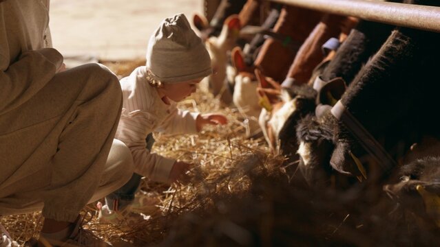 Young child learning farm skills, sharing hay with curious calves under adult supervision at a ranch, rural outdoor moment of bonding, responsibility and simple summer life