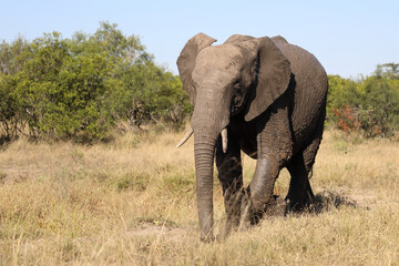 Fototapeta premium Afrikanischer Elefant / African elephant / Loxodonta africana