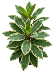 Fototapeta premium Variegated Leaf Plant with Green and Cream Edges Isolated