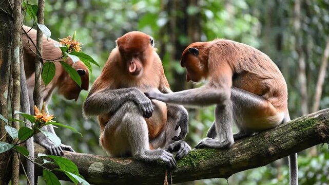 Two Proboscis Monkeys Grooming Each Other Meticulously on a Tree Branch in the Lush Bornean Rainforest