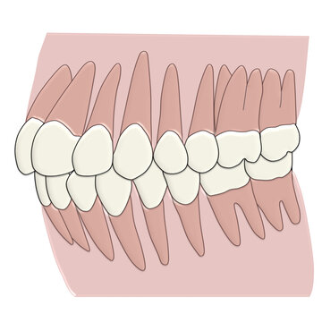 Human Dental Occlusion Vector Illustration - Lateral view, Full Permanent Dentition Chart with Crown and Root Anatomy, Class I Intercuspation Diagram