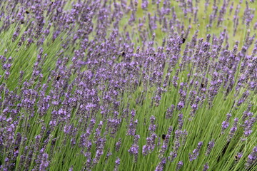 A Number of Bees Pollinating Lavender Plant Flowers. © daseaford