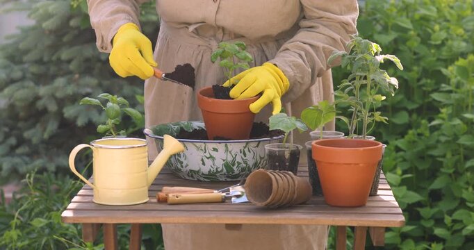 Senior woman plants tomato, cucumber and basil seedlings in flower pots