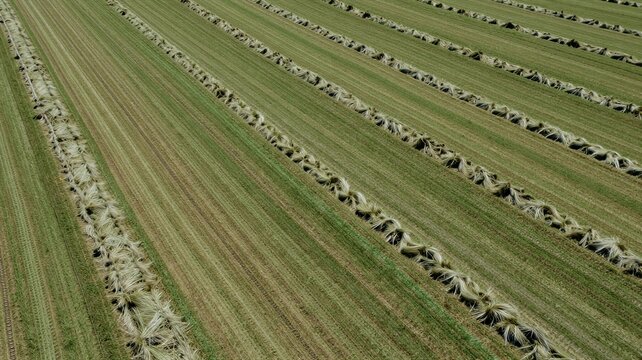 Field with Windrows of Hay