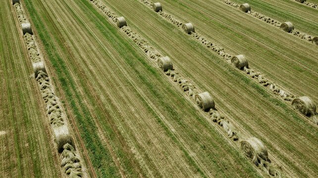 Field with Windrows of Hay