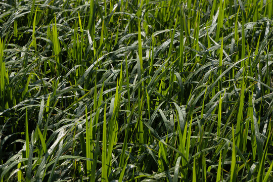 Dew on the grass in the sunny morning with beautiful soft bokeh effect. sunrise on the green grass