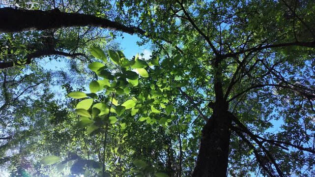 European Ash Tree Foliage in Spring Breeze with Fresh Green Leaves on a river forest