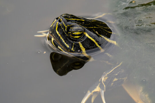 Florida Cooter Turtle Floating in Calm Wetland Water