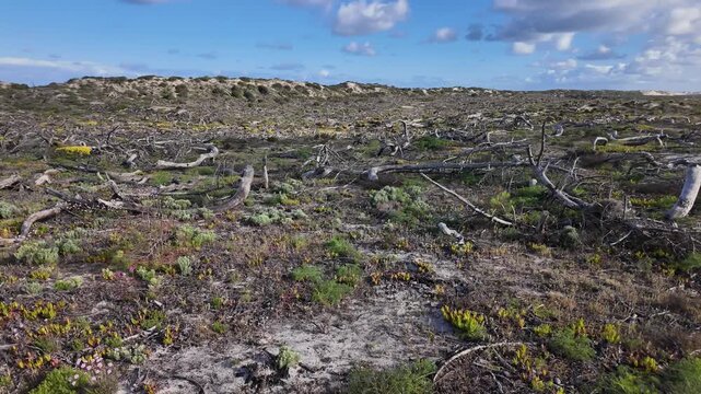 Post-Wildfire Destruction in Coastal Dunes with Fallen Trees. Realistic handheld clip.