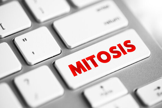 Mitosis is a part of the cell cycle in which replicated chromosomes are separated into two new nuclei, text concept button on keyboard