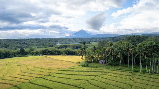 Aerial view of lush terraced rice fields and palm trees with a majestic volcano in the background under a cloudy sky in Bajawa, Nusa Tenggara Timur, Indonesia.