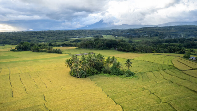 Aerial view of lush rice terraces and a cluster of palm trees with a volcano in the background under a cloudy sky in Bajawa, Nusa Tenggara Timur, Indonesia.