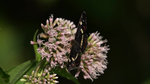 The map butterfly (Araschnia levana) foraging on a pink flower and showing the the underside of its wings